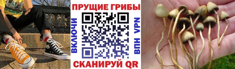 Псилоцибиновые грибы Psilocybe  Куса 
